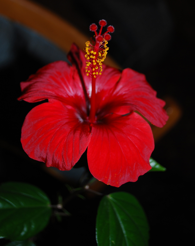 Image of Hibiscus rosa-sinensis specimen.