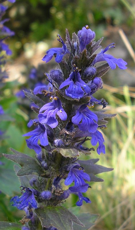 Image of Ajuga genevensis specimen.