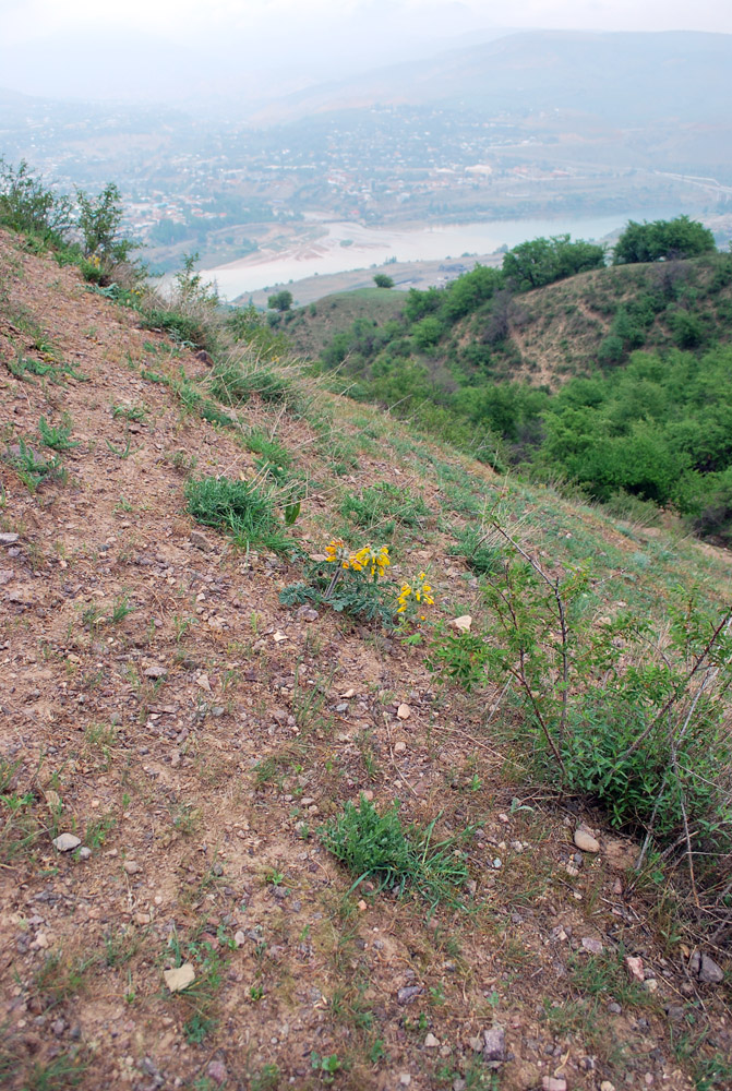 Image of Phlomoides speciosa specimen.