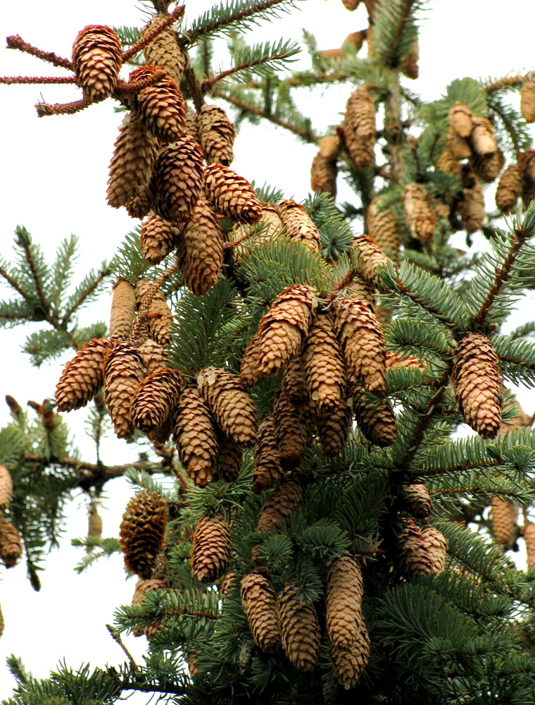 Image of Picea pungens f. glauca specimen.