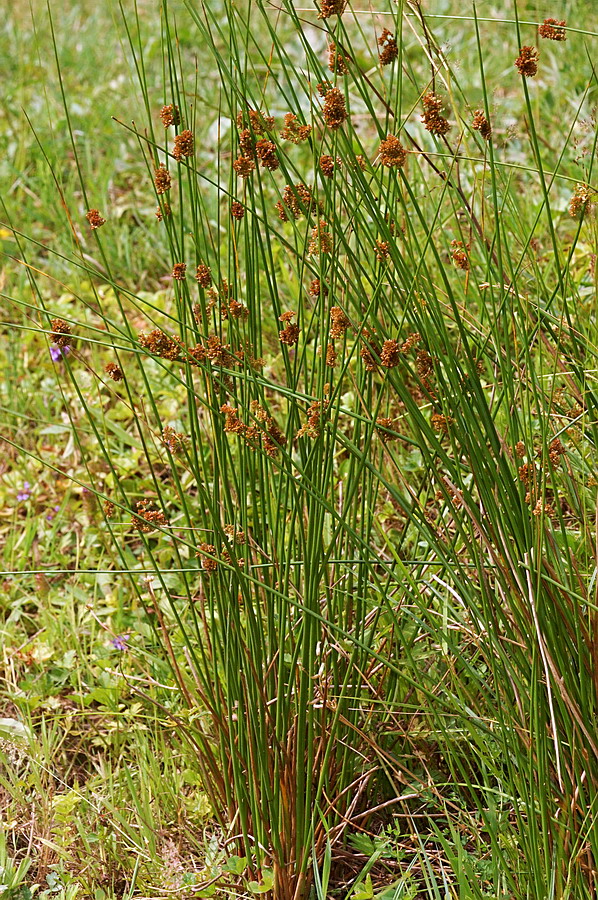 Изображение особи Juncus effusus.