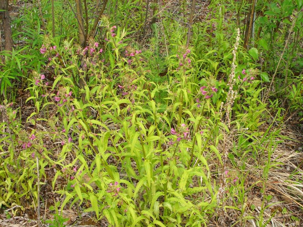 Image of Pedicularis resupinata specimen.