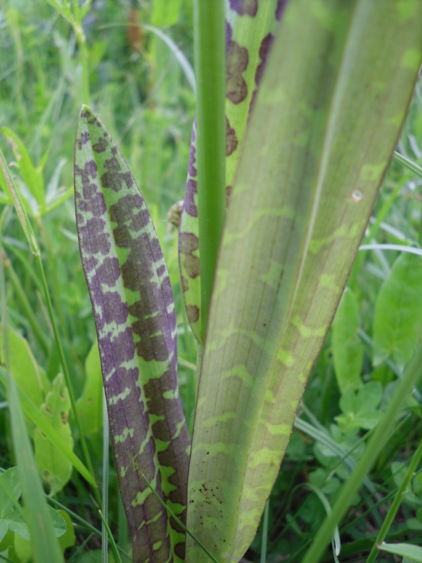 Image of Dactylorhiza maculata specimen.