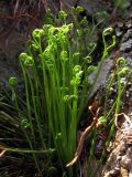 Asplenium septentrionale. Растение с молодыми вайями. Южный Берег Крыма, северный склон горы Аю-Даг. 14 апреля 2012 г.