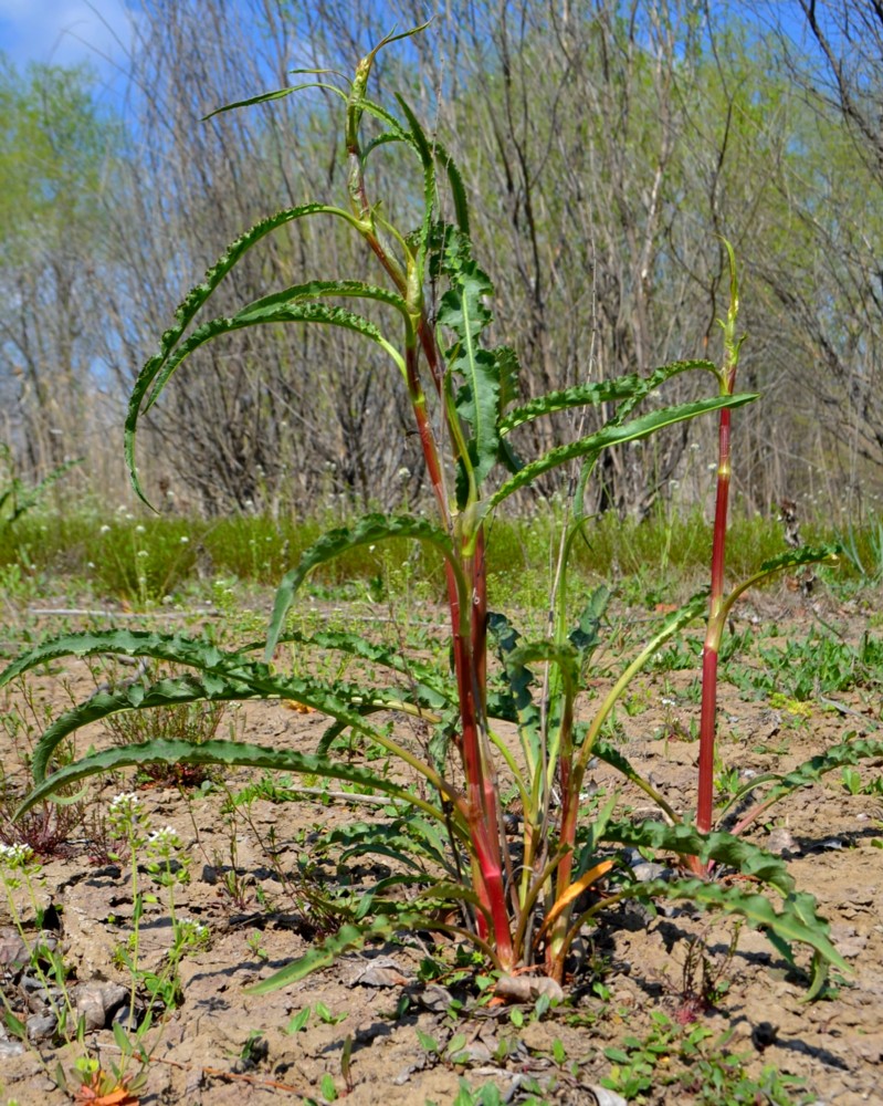 Image of genus Rumex specimen.