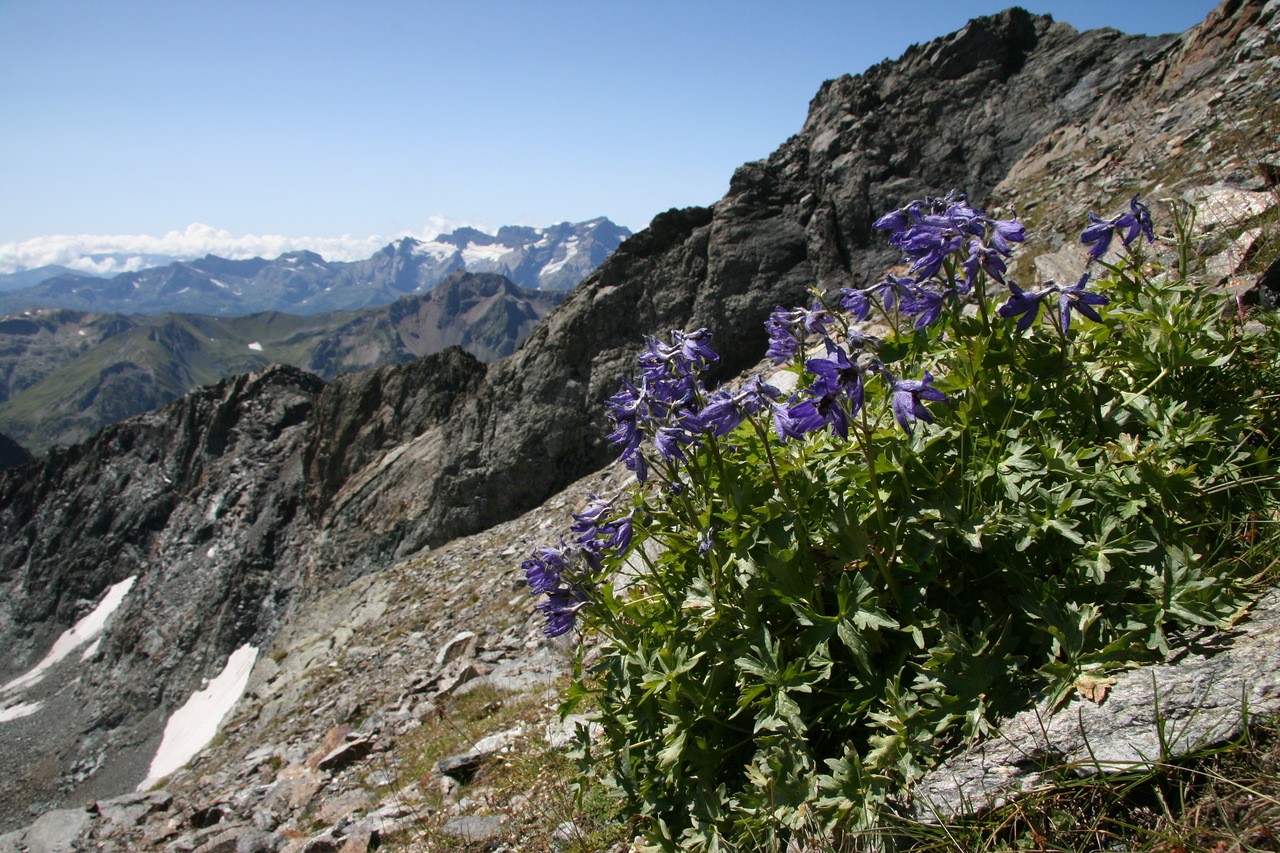 Image of Delphinium caucasicum specimen.