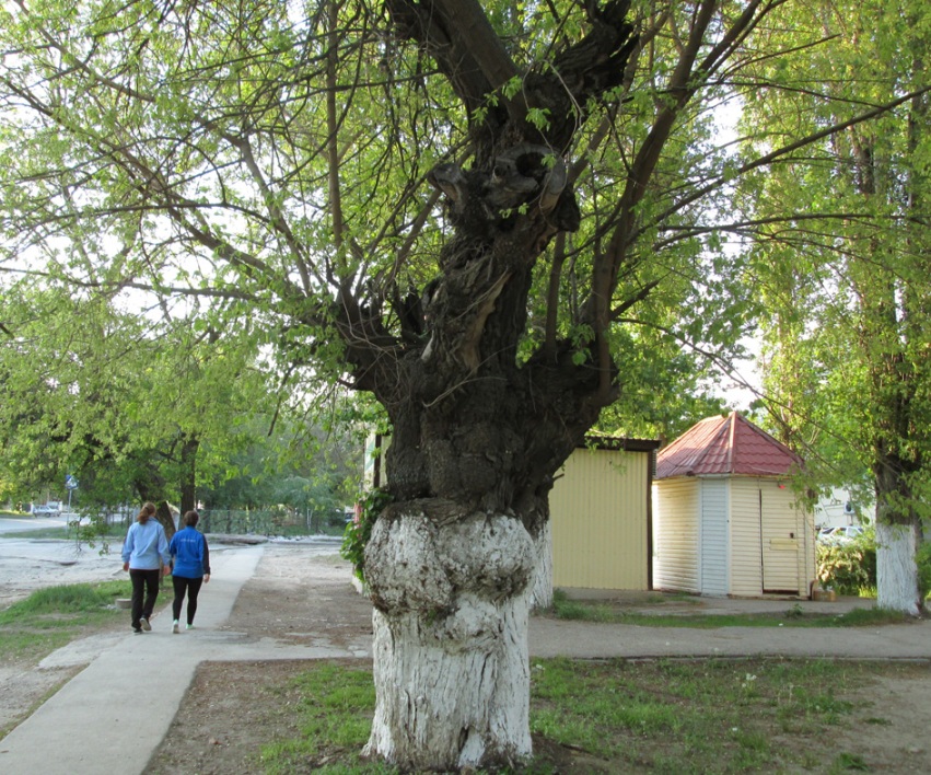 Изображение особи Morus alba.