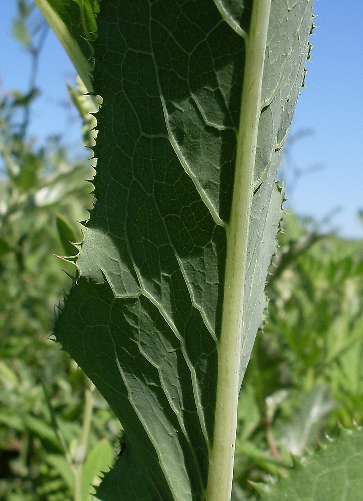 Image of Sonchus arvensis ssp. uliginosus specimen.