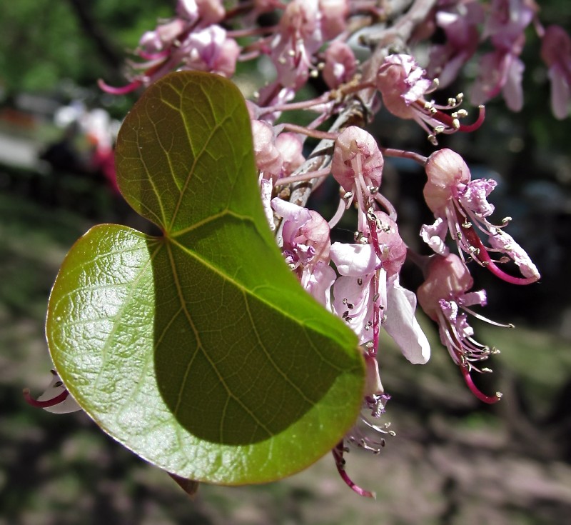 Image of genus Cercis specimen.