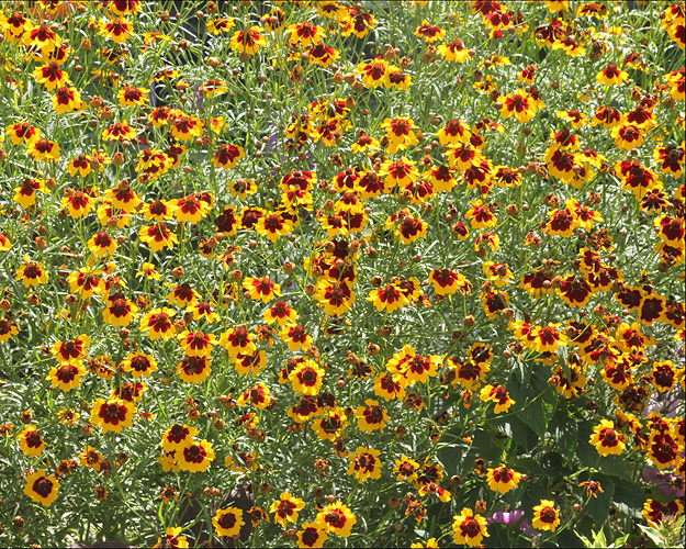 Image of Coreopsis tinctoria specimen.