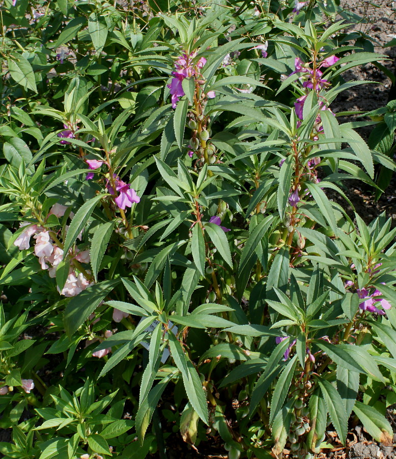 Image of Impatiens balsamina specimen.