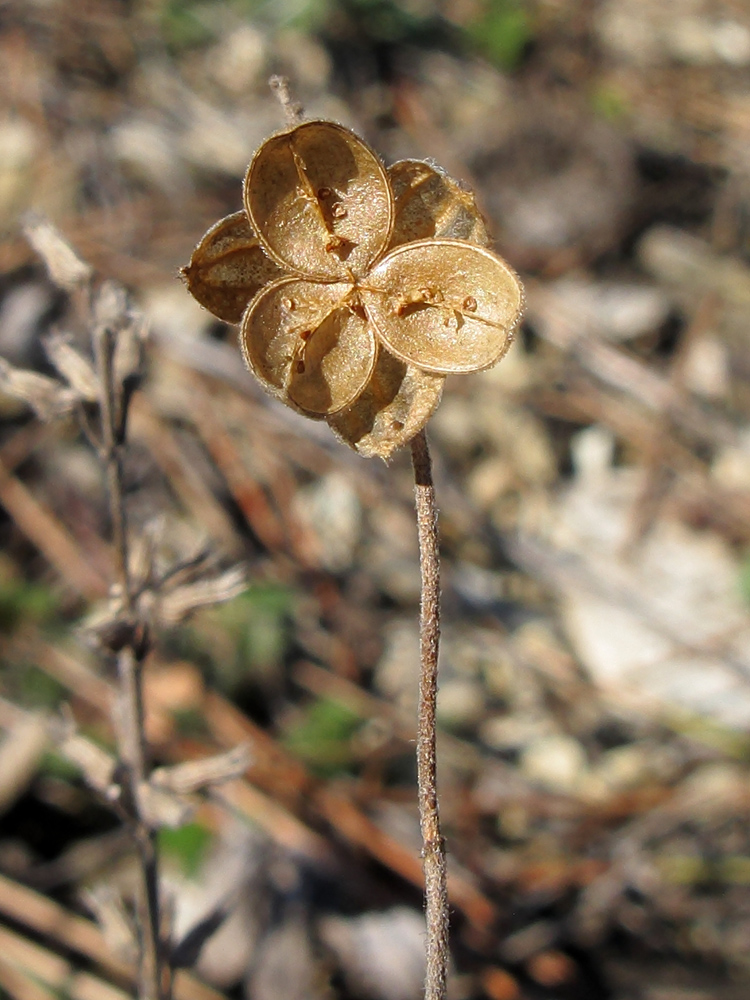 Image of Helianthemum ovatum specimen.