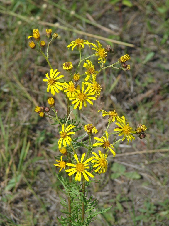 Image of Senecio erucifolius specimen.