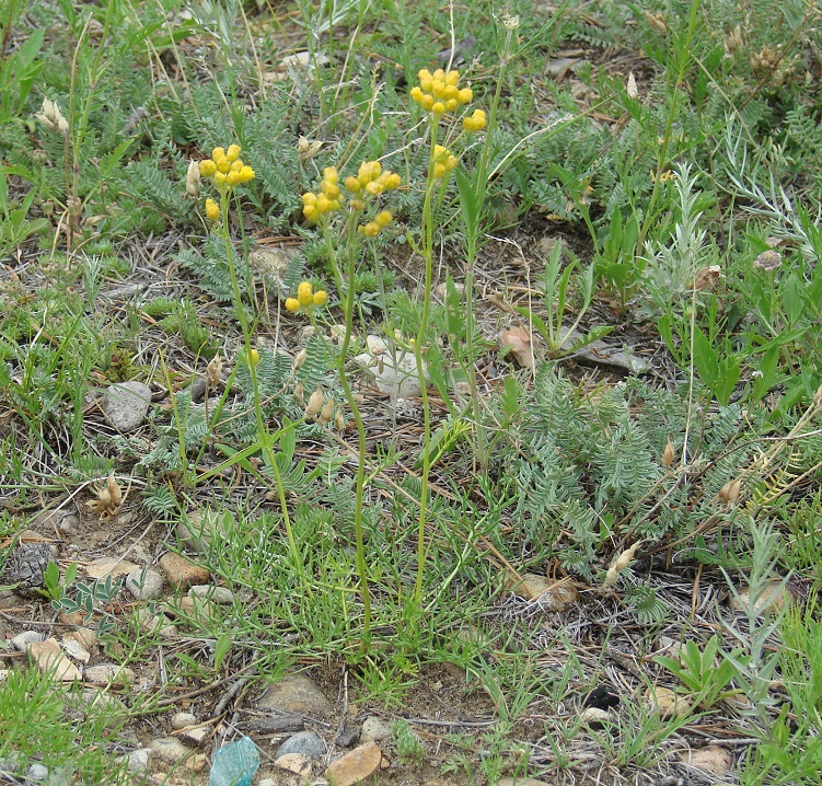 Изображение особи Filifolium sibiricum.