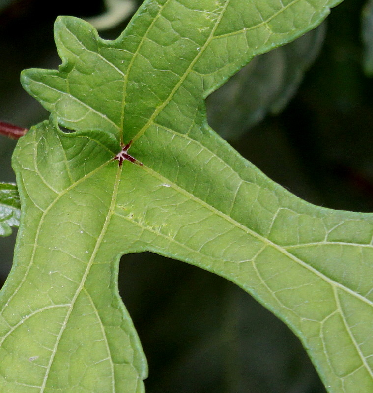 Image of Hibiscus esculentus specimen.