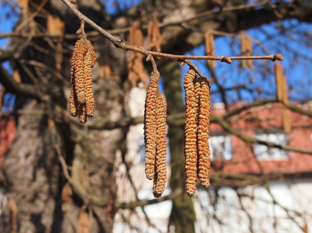 Изображение особи Corylus colurna.