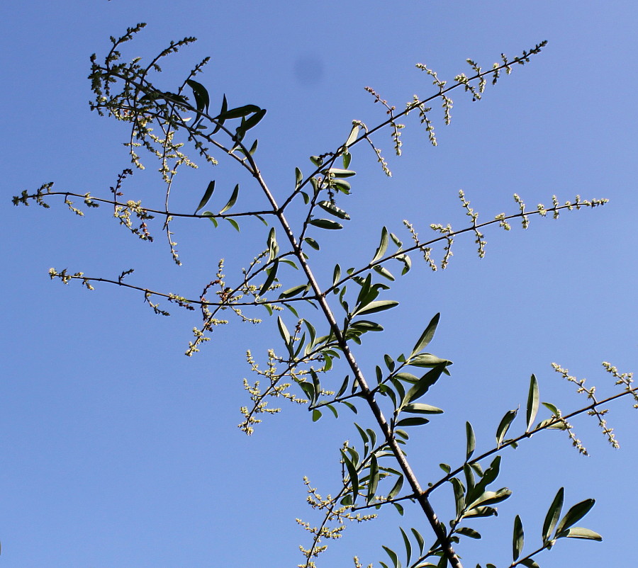 Image of Ligustrum quihoui specimen.