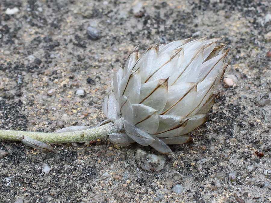 Image of Catananche caerulea specimen.