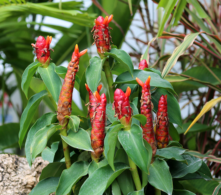 Image of Costus woodsonii specimen.