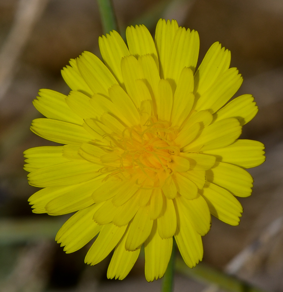 Image of Launaea mucronata specimen.