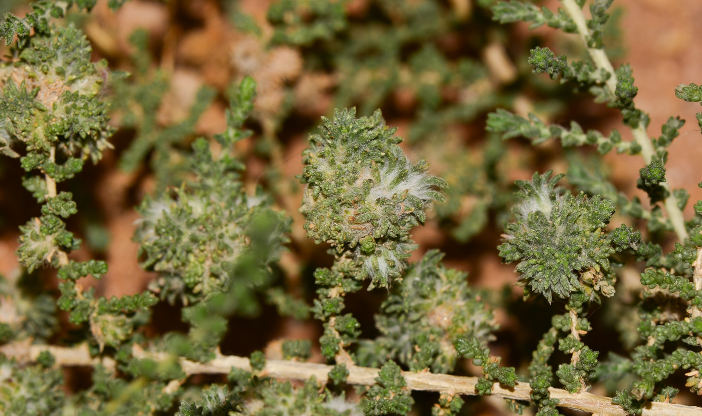 Image of Salsola imbricata specimen.