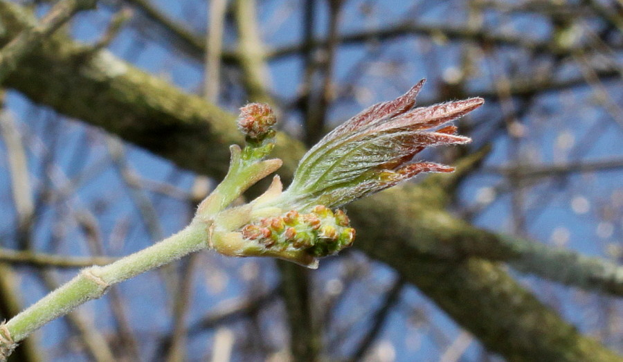 Image of Acer cissifolium specimen.