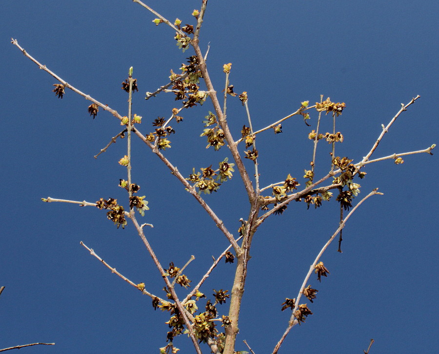 Image of Chimonanthus praecox specimen.