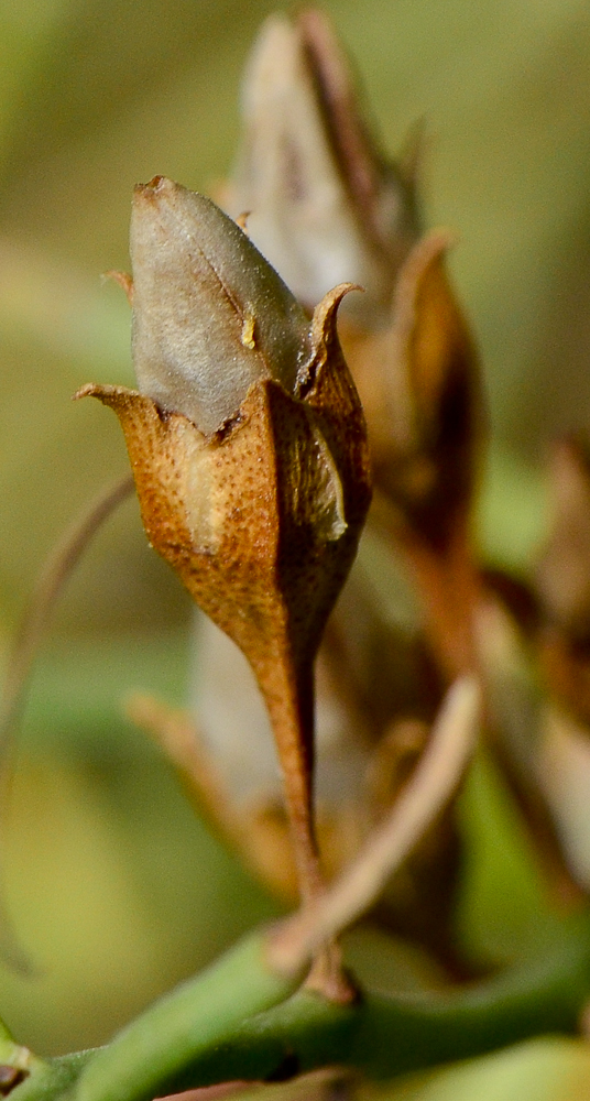 Изображение особи Eremophila polyclada.