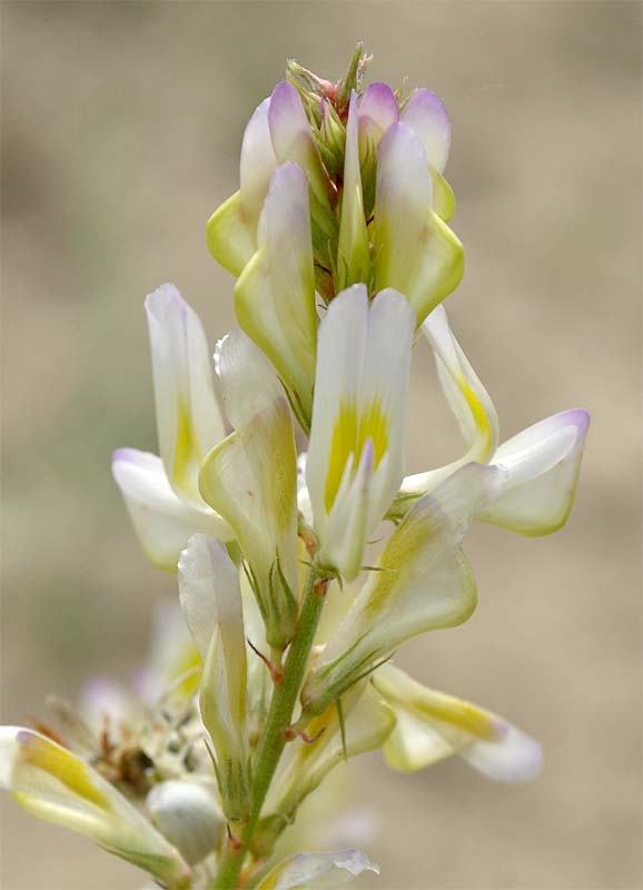 Image of Hedysarum formosum specimen.