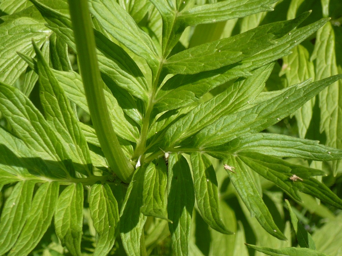 Image of genus Valeriana specimen.