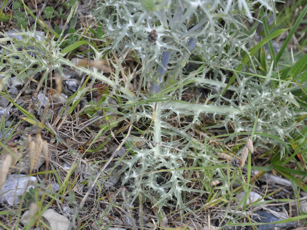 Изображение особи Eryngium amethystinum.