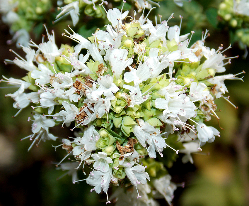 Изображение особи Origanum vulgare ssp. viride.