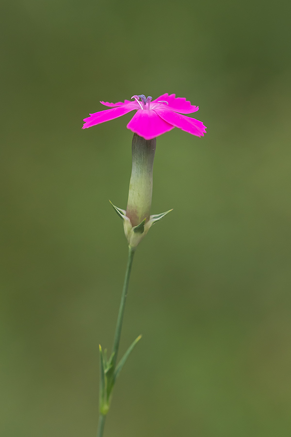 Image of genus Dianthus specimen.