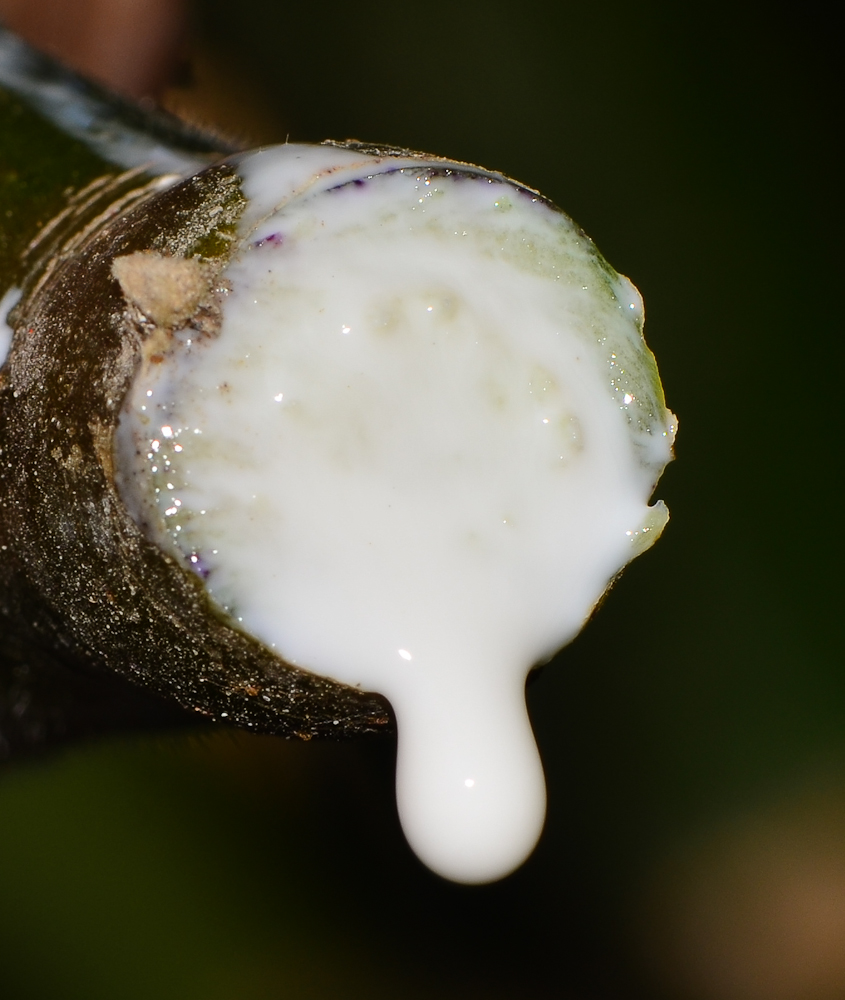 Image of Plumeria rubra specimen.