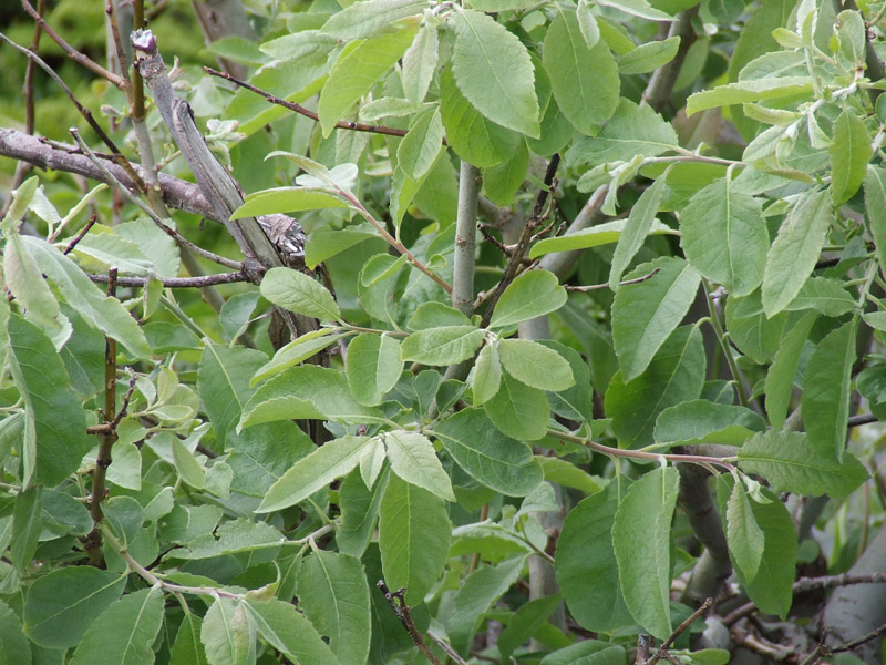 Image of Salix borealis specimen.