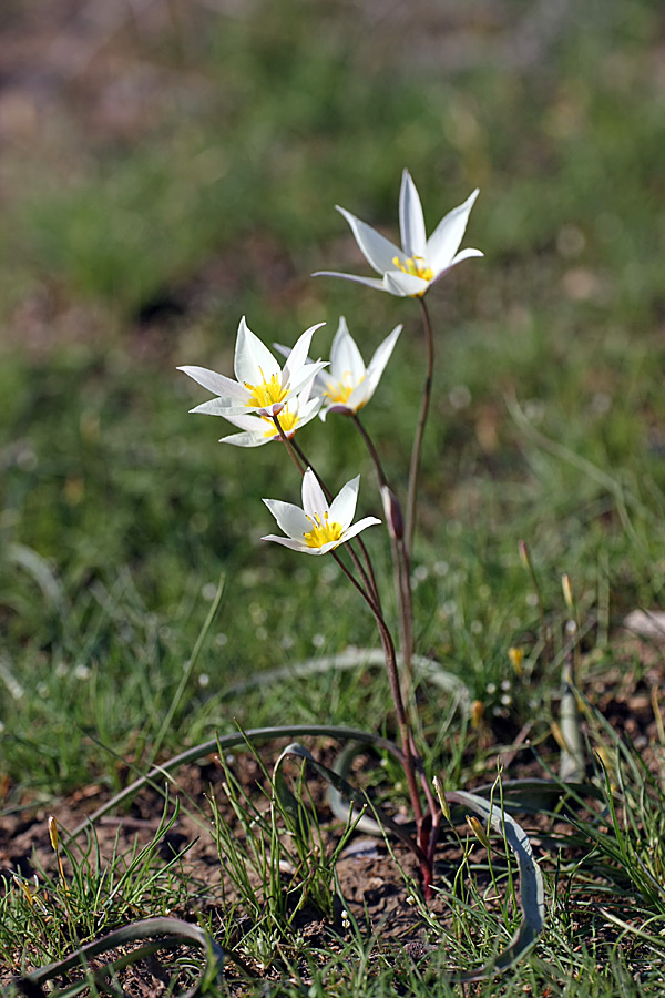 Изображение особи Tulipa buhseana.