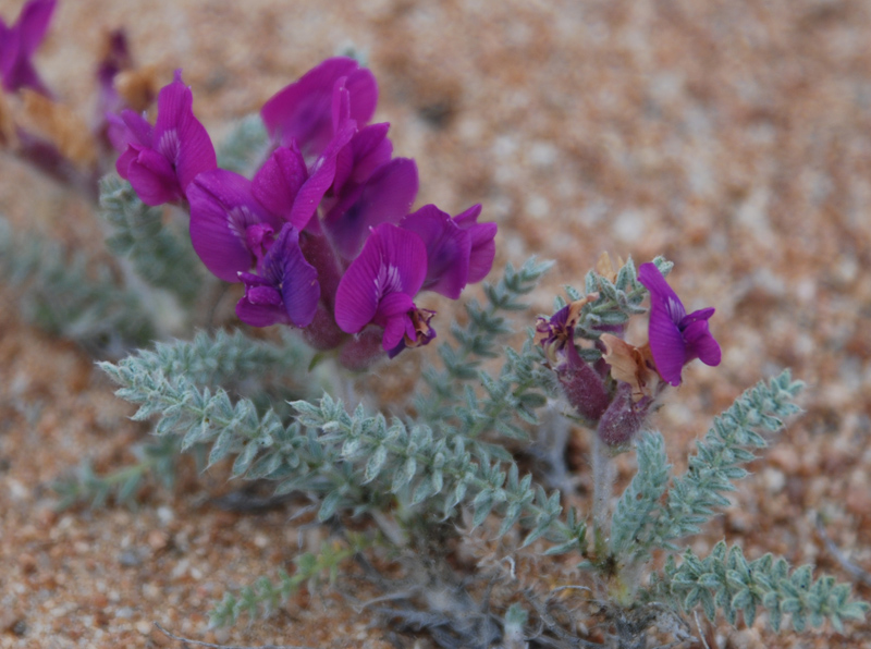 Изображение особи Oxytropis lanata.