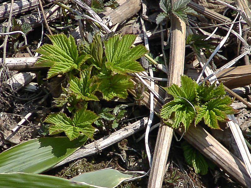 Image of Filipendula camtschatica specimen.