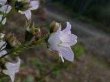 Gadellia lactiflora