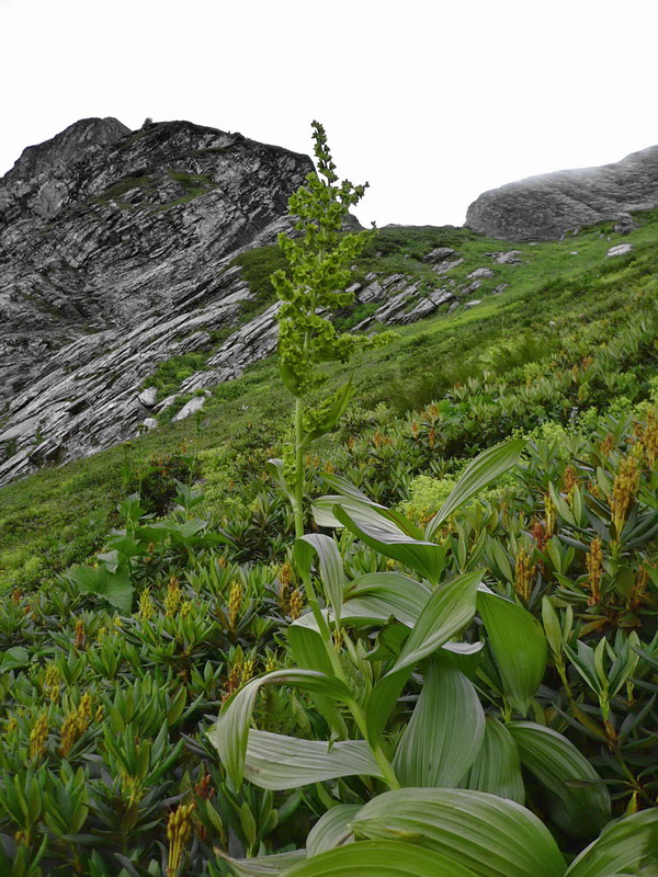 Изображение особи Veratrum lobelianum.