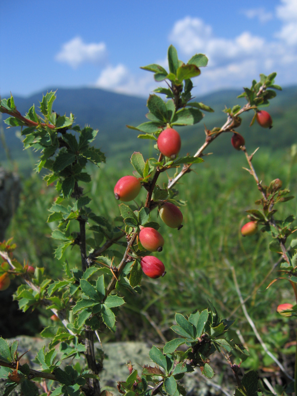 Image of Berberis sibirica specimen.