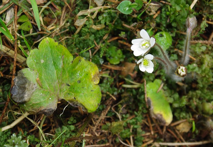 Image of Hepatica henryi specimen.