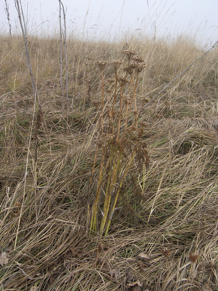 Image of Peucedanum pschawicum specimen.