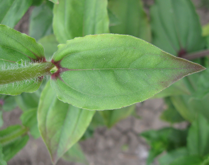 Image of Zinnia elegans specimen.