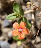 Anagallis arvensis. Цветок. Кыргызстан, Чуйская обл., предгорье, подножье склона восточнее с. Орто-Сай. 03.06.2015.