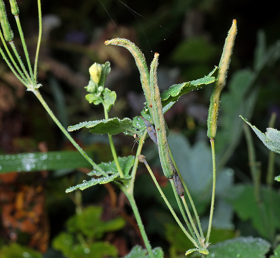 Image of Chelidonium majus specimen.