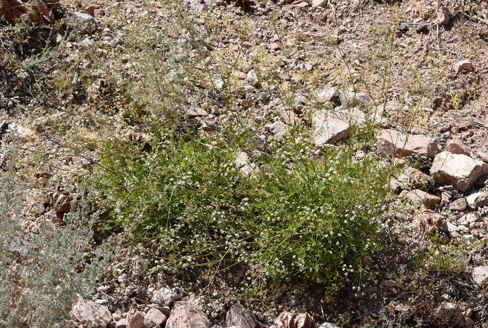 Image of Sphaenolobium tianschanicum specimen.