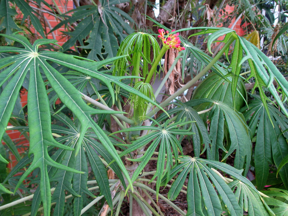 Изображение особи Jatropha multifida.