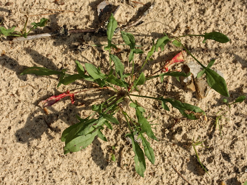 Image of Rumex acetosella specimen.