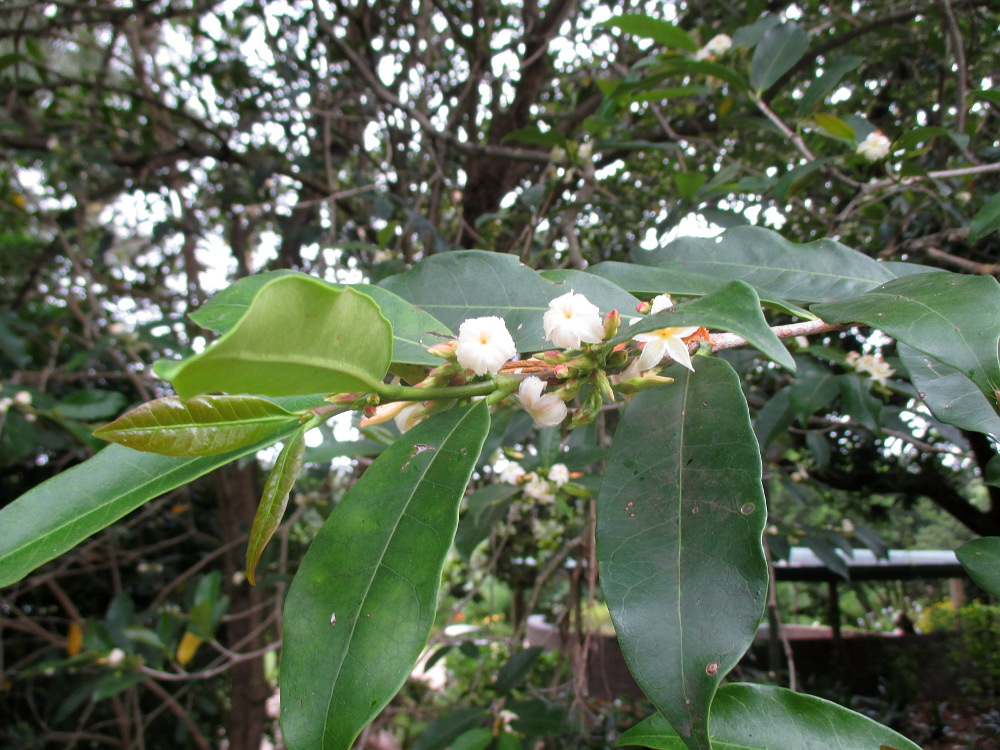 Изображение особи Mascarenhasia arborescens.